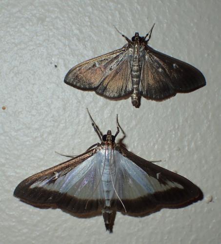Cydalima perspectalis